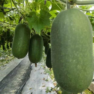 ���кڌ�һ̖һ���� С��Ƥ�������|��G��ζ��  ���춬��