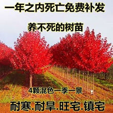 名贵门前树旺宅红叶长寿银杏树苗当年结果庭院耐寒植物花四季常青