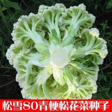 松雪80青梗松花菜种种花椰菜种子高产菜花种子子四季散花菜蔬菜耔