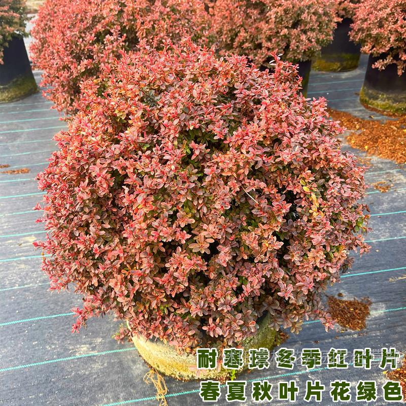 Clown Firethorn Ball Firethorn Tower Cold-Resistant Color-Changing High-End Boutique Drop Ball Garden Design with Flower Mirror Plants Clown Firethorn Ball Firethorn Tower Cold-Resistant Color-Changing High-End Boutique Drop Ball Garden Design with Flower Mirror Plants