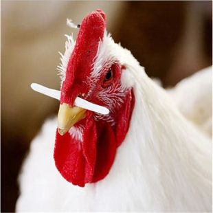 ���u�Ǻ��u�ǹ��u������ֹ�u��ʳ����ʳ���u�u�ñǺ�1000�����]