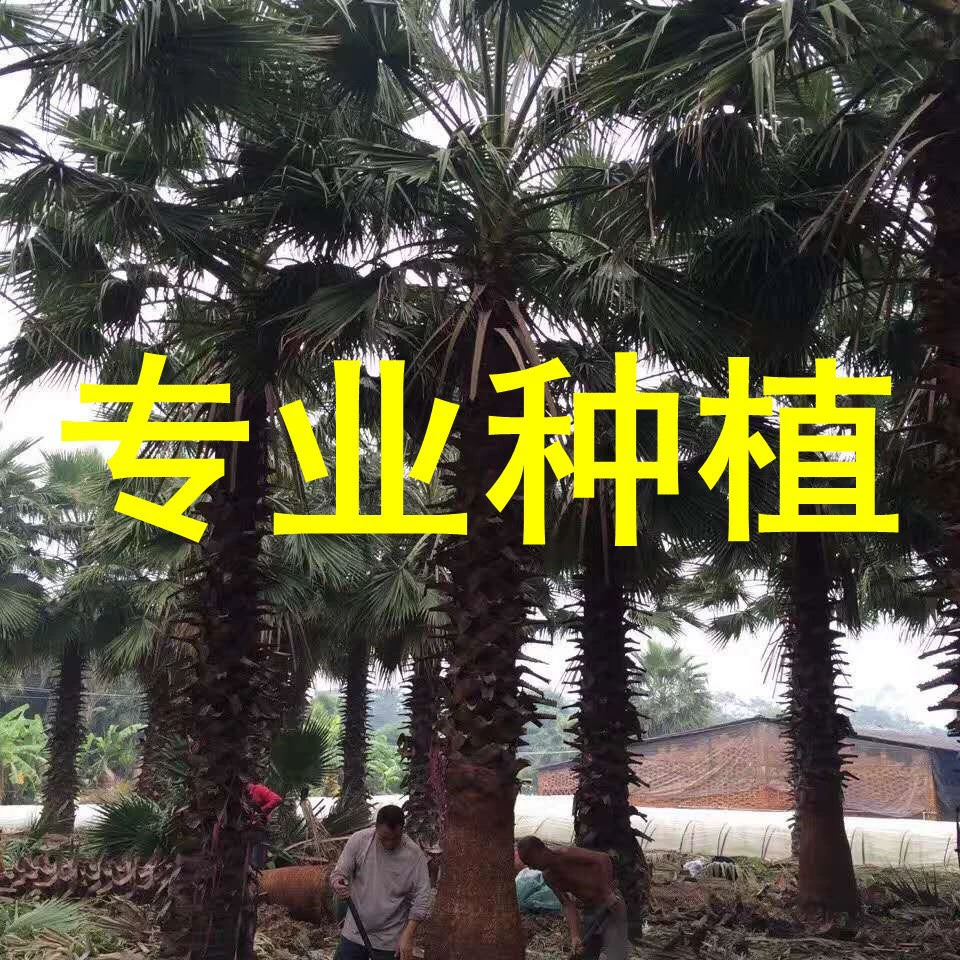 Старик Квай трансплантации базы Оптовая Фуцзянь старик Квай Хунань старик Квай цена Palm происхождения