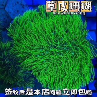 Japanese Turf Fluorescent Green Turf Soft Mother Coral Easy to Maintain Live Lps Marine Aquarium Marine Ornamental Fish