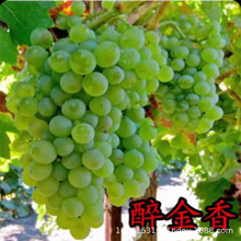 醉金香新郁浪漫红颜葡萄苗 红色阳光 中国红玫瑰红夏音葡萄树苗