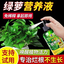 绿萝营养液肥料肥植物盆栽家用绿箩营业液吊兰