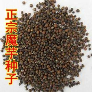 Konjac Seed First Generation Yunnan High-Yield Konjac Seeds for All-Season Planting Flower Konjac Seeds Bead Sprout Material Seeds