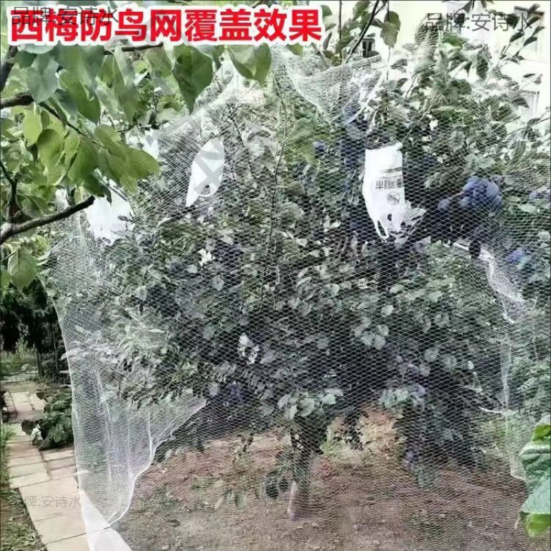 果树防鸟网 樱桃树枇杷树嘉宝树防鸟罩尼龙网葡萄园挡鸟拦鸟网子