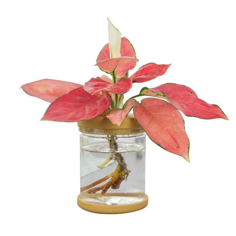 Plantas hidropónicas en maceta de flores de oficina de flores pequeñas plantas verdes en todas las estaciones, fácil de cultivar plantas en maceta de agua suculenta.