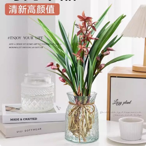 水培植物兰花苗盆栽墨兰客厅办公室内懒人绿植水养四季开花吸甲醛