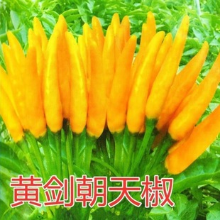 �S�����콷�N���SɫС�׽��N���ݽ��N�ӳ��콷�N���߲˷N�����N��