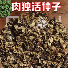 �⪚���Ѳ��⪚��N��ţβ����w���S�β��⪚��N��