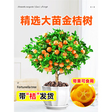 ��ۘ����Ԏ�����Ƥ��ʳ�ÿ͏d��ؔ�Gֲ���҃������Ә��绨���辰