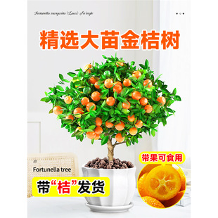 ��ۘ����Ԏ�����Ƥ��ʳ�ÿ͏d��ؔ�Gֲ���҃������Ә��绨���辰