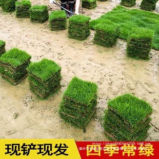 Real Grass Turf for Villa Courtyard Greening, Manila Carpet Grass, Cold-Resistant Lawn with Soil, No-Cut Taiwan Grass with Soil