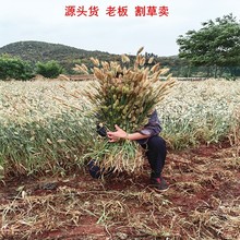 ��β�ݹ�β�Ͳݸɻ����l����