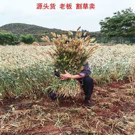 兔尾草狗尾巴草干花批发基地