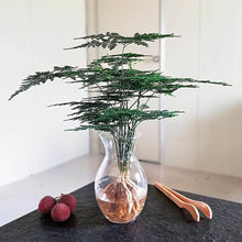 室内绿植花卉盆栽水培植物四季常青好养客厅水养盆景一件厂家直销