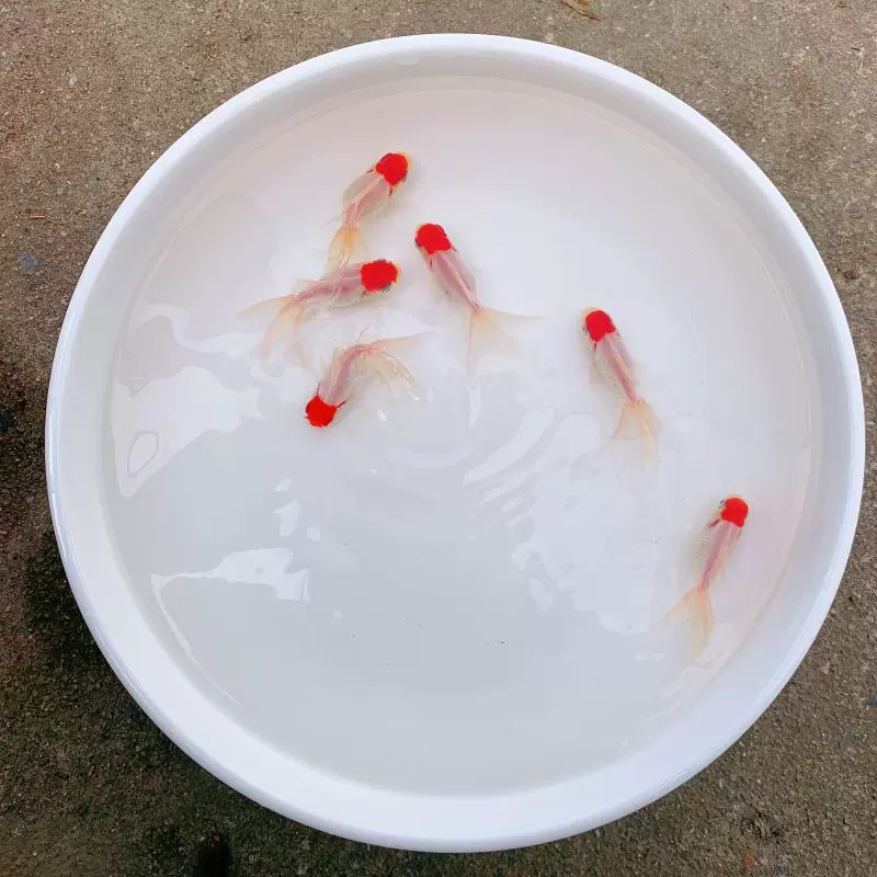 Золотая рыбка холодная вода рыба оранжевая рыба большие глаза водяной пузырь журавль черная бабочка хвост лев леопард рыба живая рыба покрователь