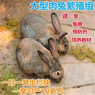 ���ӻ��w����������繫ĸ���B�ô��������������mС���ÿɷ�ֳ
