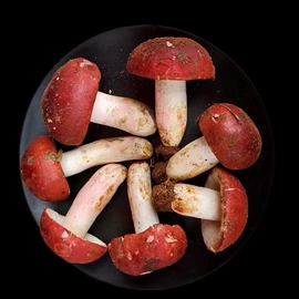 香菇;黑木耳;蘑菇