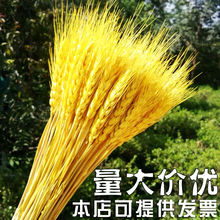 Ȼɻ_I͏d@b[廨Ĕz߰]