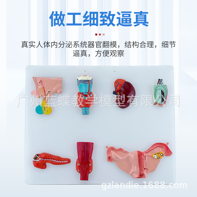 ������ϵͳ ѪҺѭ��ϵͳ ����ϵͳ ����ϵͳ �ڷ��� ������