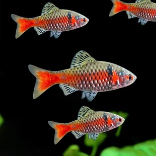 �lɫ�ʯ�ʺ��a�Ꭷ��ˮ�ͺ�С���^�p�~���B�ͻ�ݸ�ԭ�������~