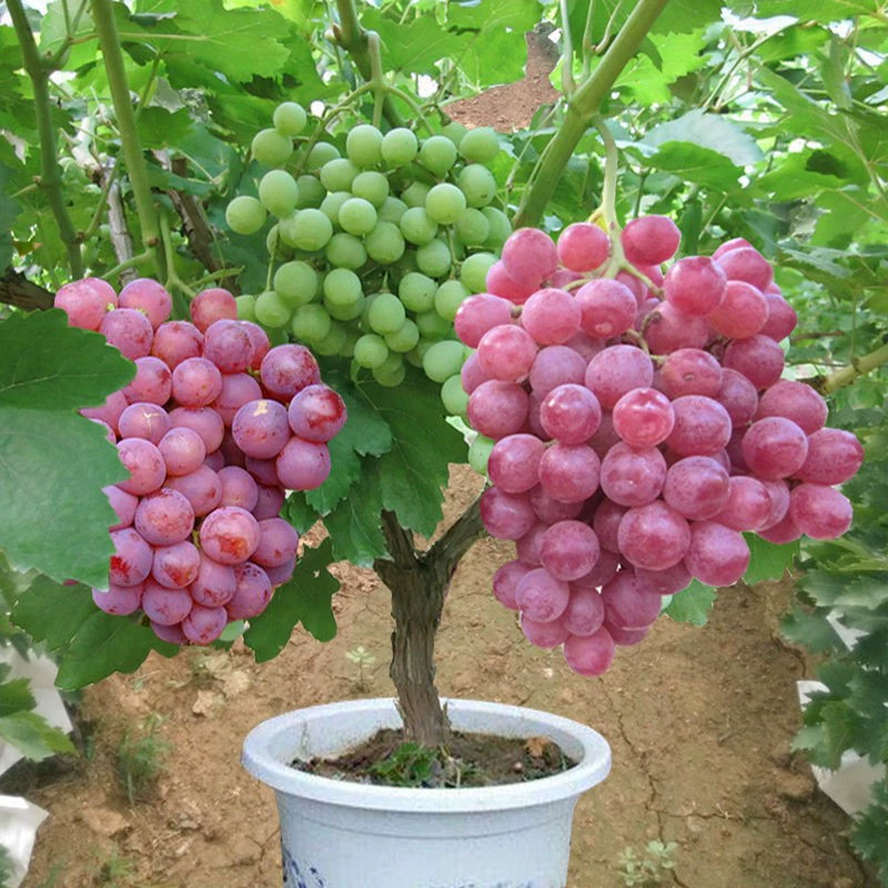 Саженцы винограда Sunshine Rose Sapphire в горшках Qingshang, вьющиеся виноградные лозы, южные и северные посадки, саженцы винограда Kyoho без косточек
