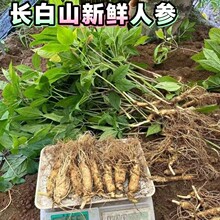 �|���خa25���r���r�˅���������Ҏ���Ҝ��ݾ��L��ɽ�r�����a�B��