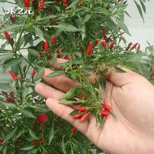 Yunnan Devil's Pepper Seeds Mini Pepper Seeds Extra Spicy Xiao Mi Spicy Hainan Wild Pepper Pepper Seeds
