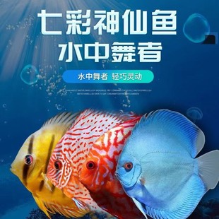 �߲������~�Ꭷ�~�^�p�~���y���������{�t�����c �؃r2-10����