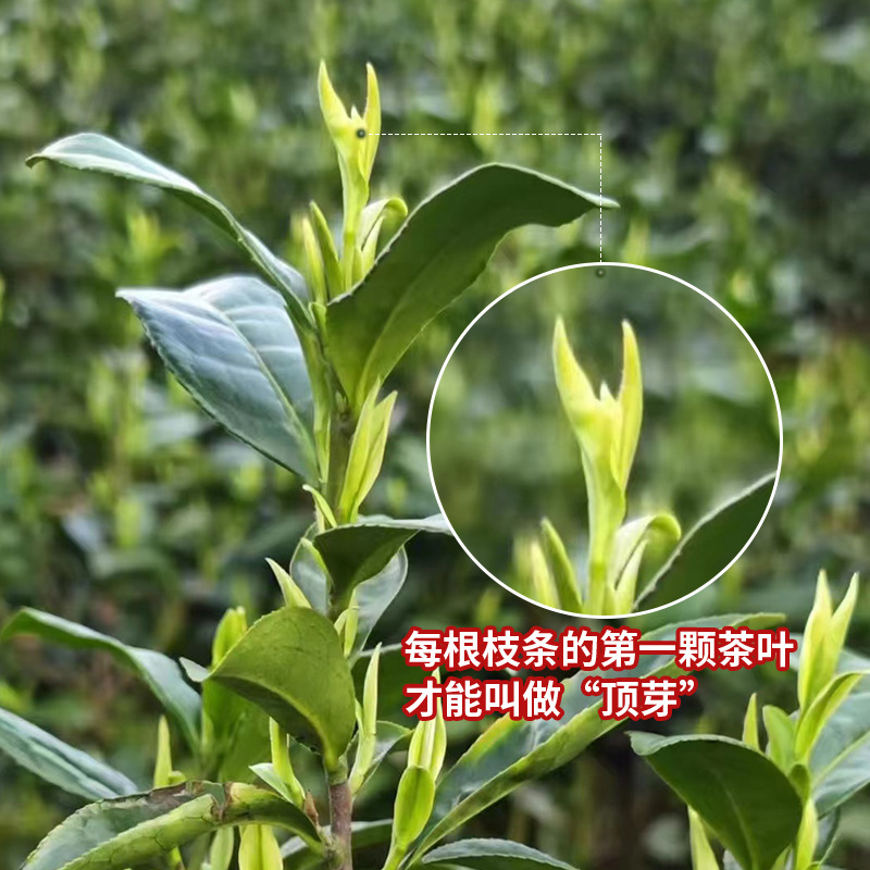 头采小芽2026新茶正宗安吉白茶礼盒清香好茶送礼原产地白茶特产