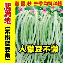 无架豆角种子地豆不搭架豇豆种籽优选庭院盆栽蔬菜种子大全