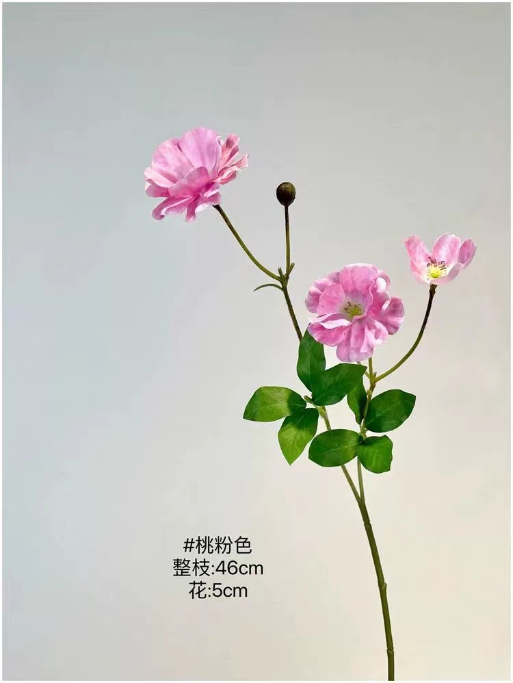 호접란 - 복숭아 핑크