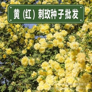 �S��õ�N�Ӽt��õ�N��ͥԺ�G���ذ��ͺ��ͺ����̾G����÷�����䠝