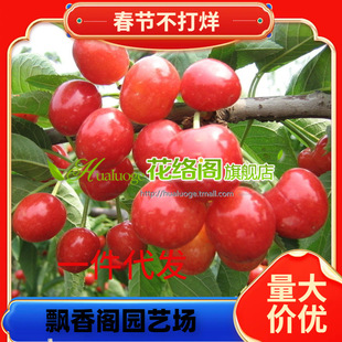 ������������ľ�޽Ӳ�����˹����Ҙ��� �̻��S������˹�������