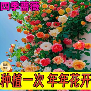 Rambler Rose Rose Seedlings Repel Mosquitoes, Heat-Resistant and Cold-Resistant, Bloom in All Seasons, Courtyard Wall Climbing Plant Florals