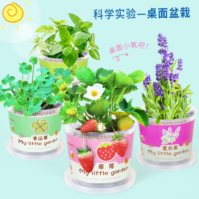 儿童种植小盆栽科学实验水培植物办公室花卉小绿植种子发芽观察