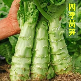 �ļ��n�ķN���n�S�߲���ͥԺ�̨�͟��ͺ�ͥԺ�׷N�ɴ�����Ƥ�n��