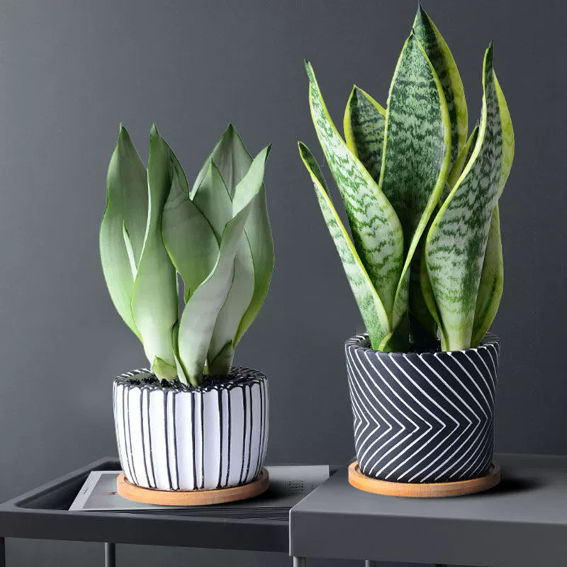 Каштанка в горшке поглощает формальдегид, зеленое растение для офиса, хавортия для гостиной, комнатное растение, легко выращиваемое цветочное растение.