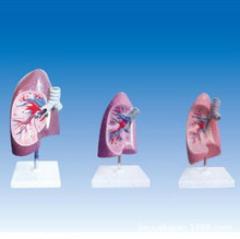 支气管右肺解剖模型，呼吸系统解剖模型