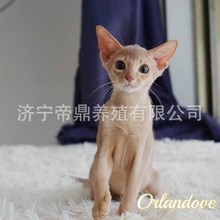 阿比西尼亚猫小猫咪活物孟加拉豹猫幼猫活体小鹿阿比活猫幼崽猫咪