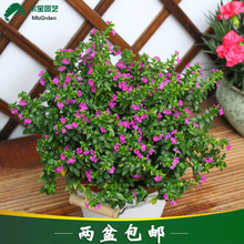 �M�������Կ�ȸ�� �����̨���@�����ļ��_�����~��໨��ѩ�ѻ�