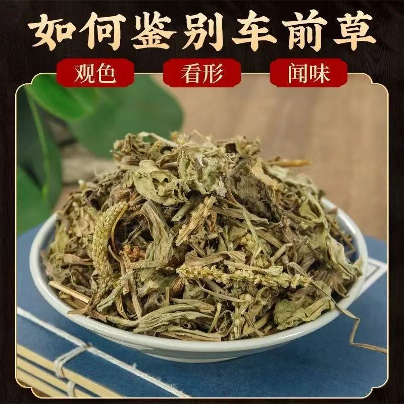 Dried Plantain Herb Che Qian Cao 40g Natural Sun Dried Whole Plant for Herbal Tea and Decoction key features