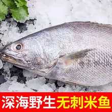 鳘鱼 鳘鱼品牌 图片 价格 鳘鱼批发 阿里巴巴