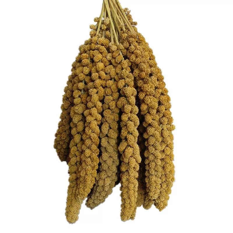 Птица--grain дразнящая палка для питомца естественная долина уши Хуангу Суи зерна предпочтительны Xiaomi Суи пион тигр кожа Сюаньфэн интерактивные закуски