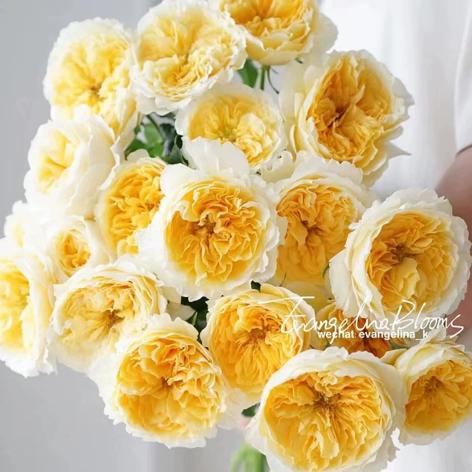 Розовые саженцы Беатрисы, цветущие розовые саженцы, четырехсезонные цветы в горшках, вьющиеся растения, лозы, розовые деревья, зеленые растения