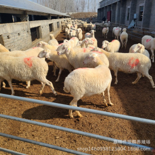 �������Сβ����� �BֳСβ�������� �����Bֳ��