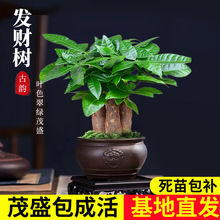 发财树盆栽花卉植物办公室内客厅绿植小盆景四季常青易活水培好养