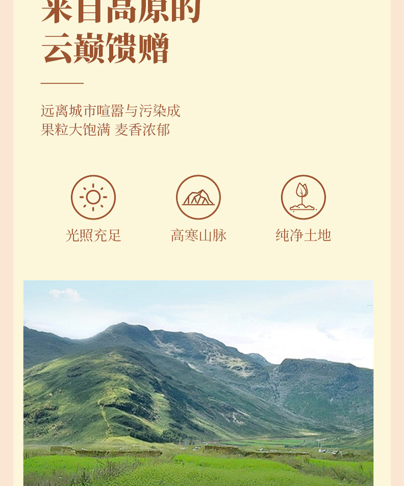 Black Tartary Buckwheat Tea Ku Qiao Cha 450g Bottle Roasted Whole Plant Sichuan Daliangshan Sugar Free key features